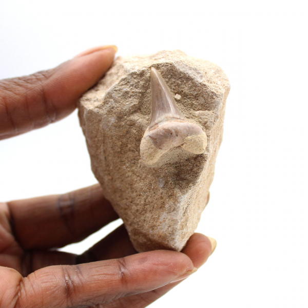 Fossiele tand van Otodus uit Marokko
