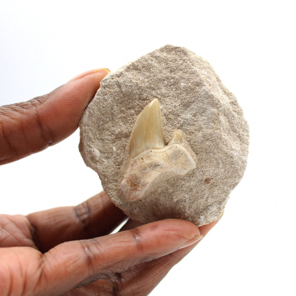 Fossiele tand van Otodus uit Marokko
