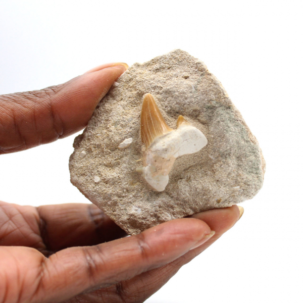 Fossiele tand van Otodus uit Marokko
