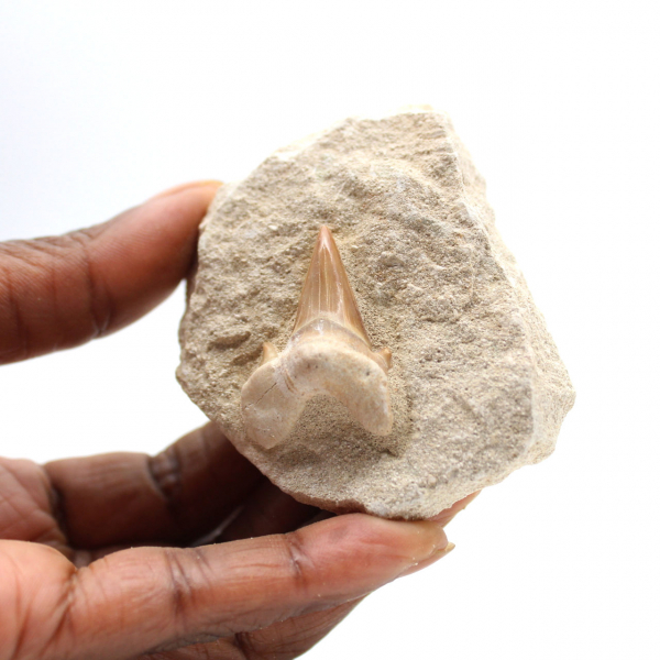 Fossiele tand van Otodus uit Marokko