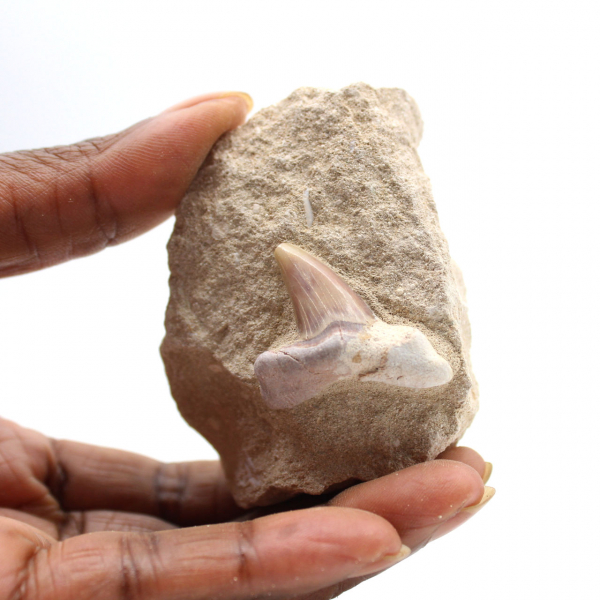 Fossiele tand van Otodus