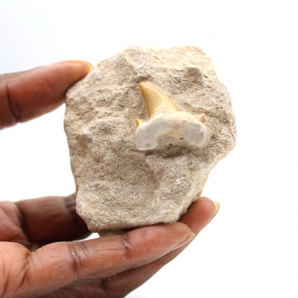 Fossiele tand van Otodus uit Marokko