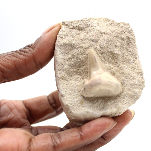 Fossiele tand van Otodus uit Marokko