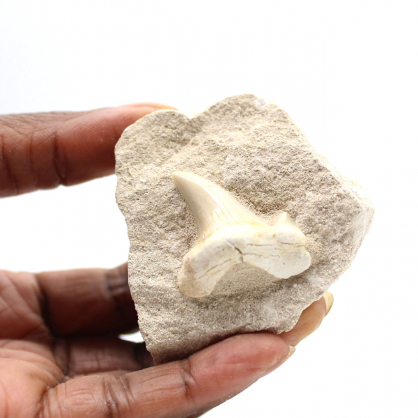 Fossiele tand van Otodus uit Marokko