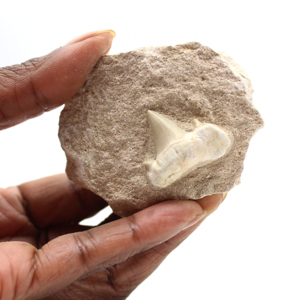 Fossiele tand van Otodus