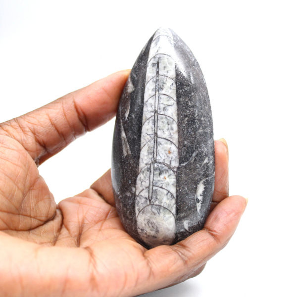 Fossiele orthoceras uit Marokko