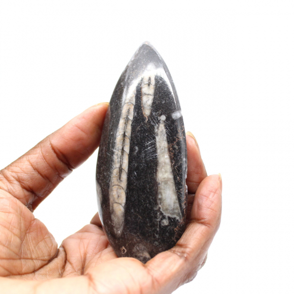 Fossiele orthoceras uit Marokko