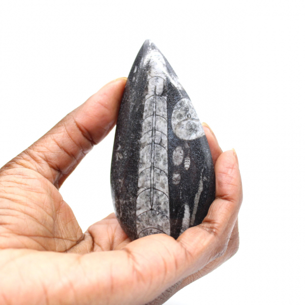 Fossiele Orthoceras