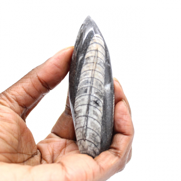 Fossiele orthoceras uit Marokko