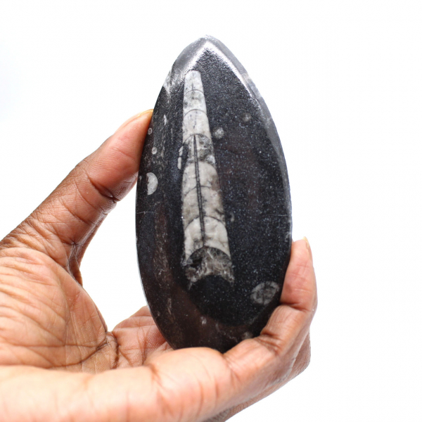 Fossiele orthoceras uit Marokko