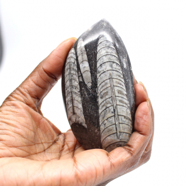Fossiele Orthoceras