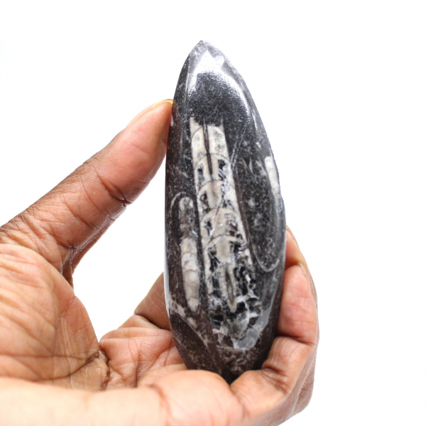 Fossiele Orthoceras