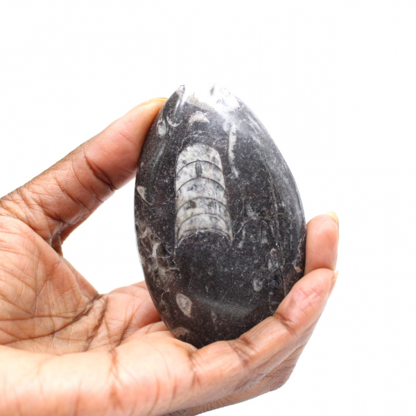 Fossiele orthoceras uit Marokko