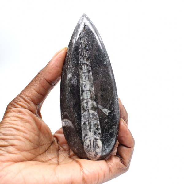Fossiele Orthoceras