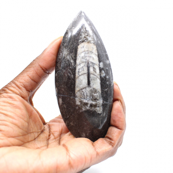 Fossiele orthoceras uit Marokko