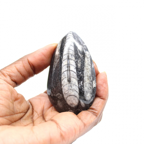 Fossiele orthoceras uit Marokko