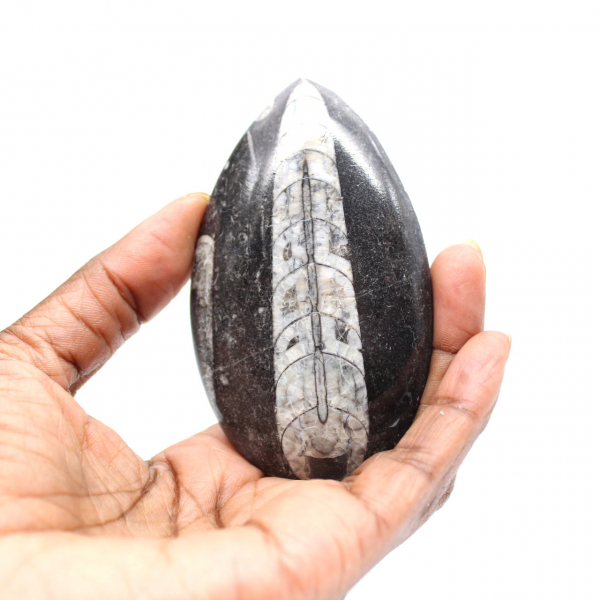 Fossiele Orthoceras