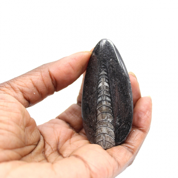 Fossiele orthoceras uit Marokko