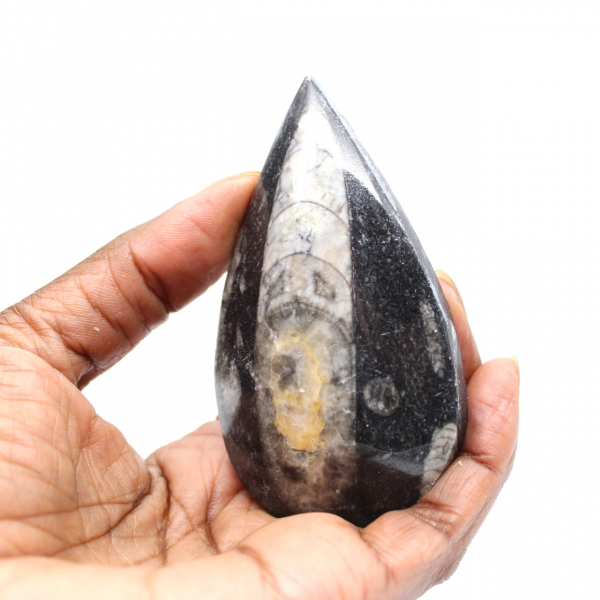 Fossiele Orthoceras