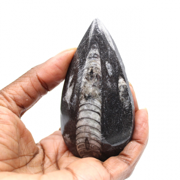 Fossiele orthoceras uit Marokko