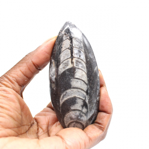 Fossiele Orthoceras