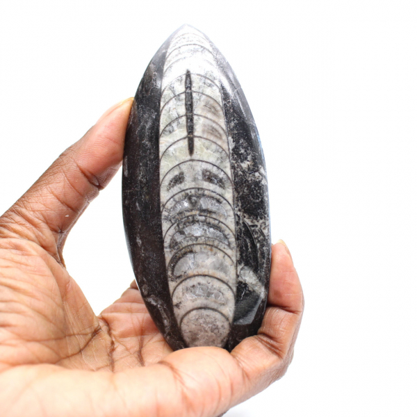 Fossiele orthoceras uit Marokko