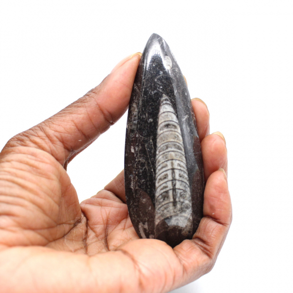 Fossiele orthoceras uit Marokko