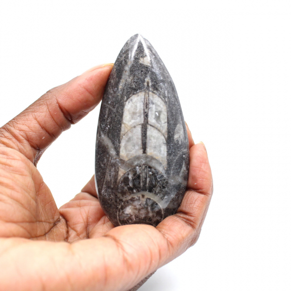 Fossiele Orthoceras