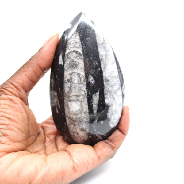Fossiele Orthoceras