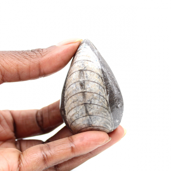 Fossiele orthoceras uit Marokko