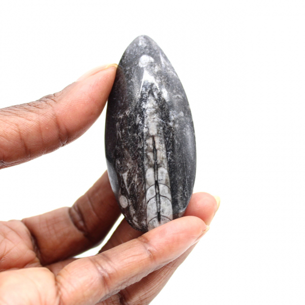 Fossiele Orthoceras