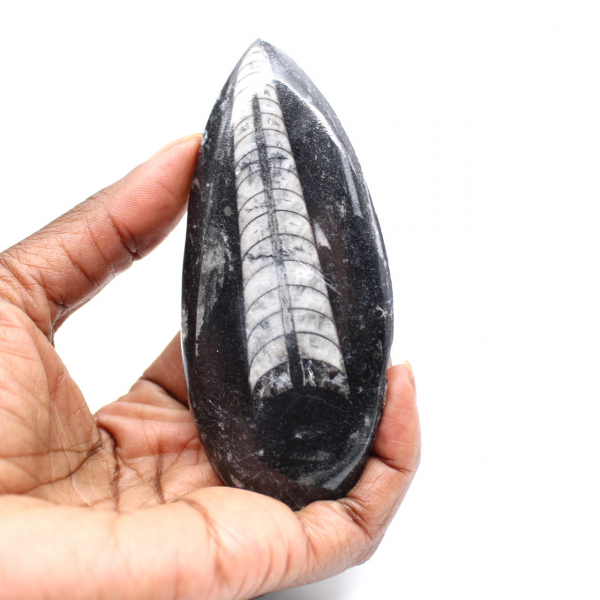 Fossiele orthoceras uit Marokko