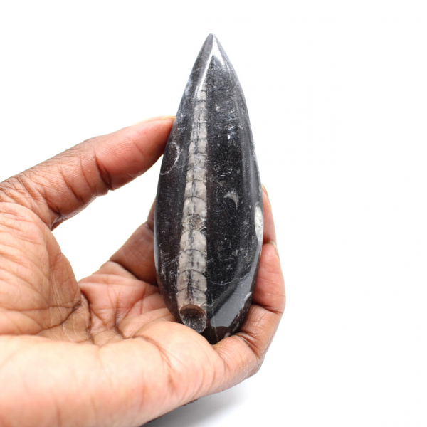 Fossiele Orthoceras
