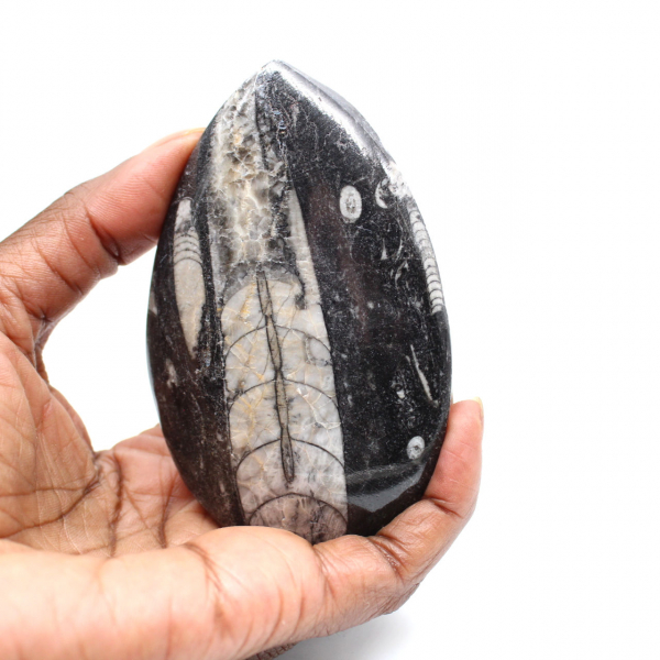 Fossiele orthoceras uit Marokko