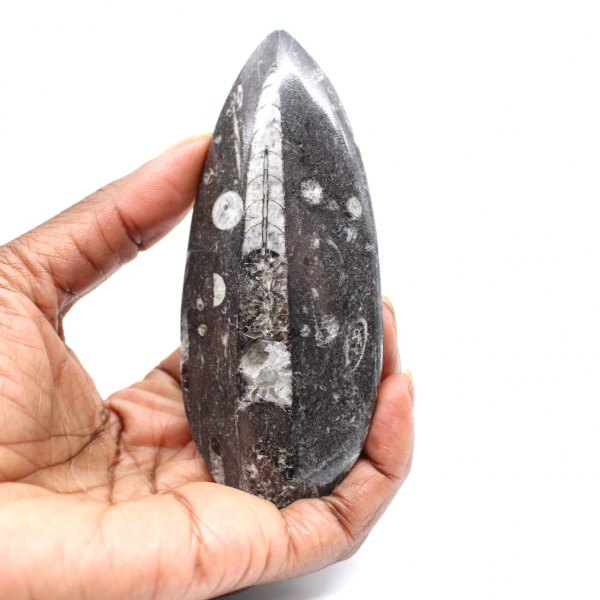 Fossiele Orthoceras