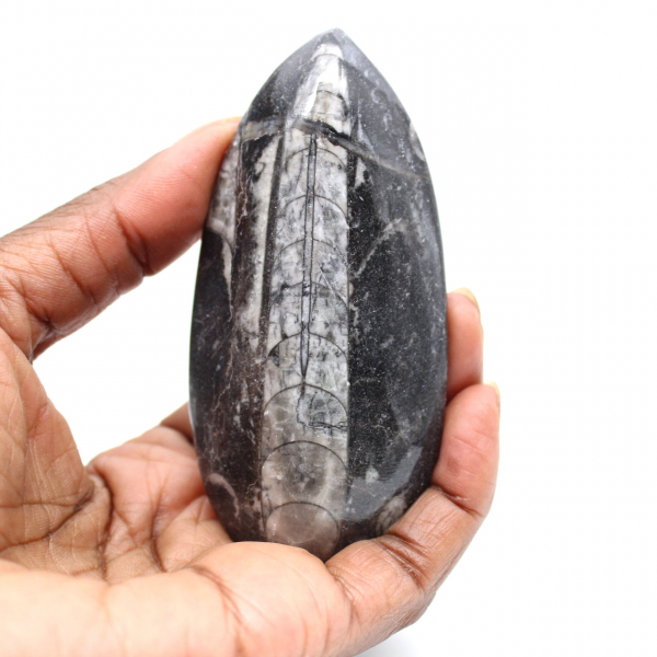 Fossiele orthoceras uit Marokko