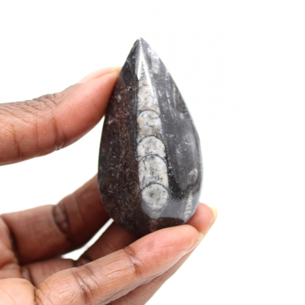Fossiele Orthoceras