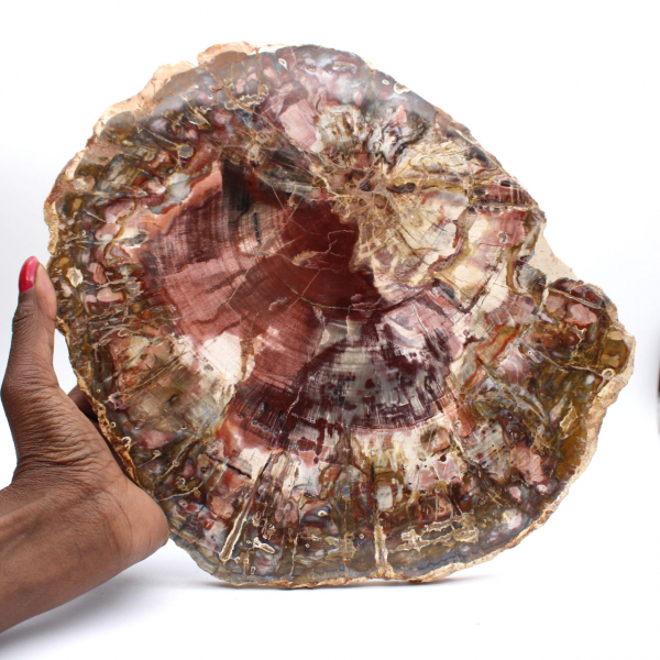 Versteend hout (fossiel) gepolijste plak, decoratief exemplaar uit Madagaskar Versteend hout (fossiel) gepolijste plak, decoratief exemplaar uit Madagaskar