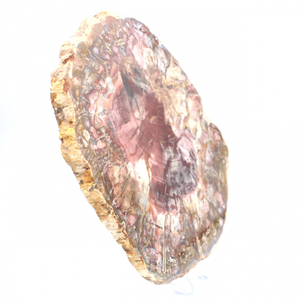 Versteend hout (fossiel) gepolijste plak, decoratief exemplaar uit Madagaskar Versteend hout (fossiel) gepolijste plak, decoratief exemplaar uit Madagaskar