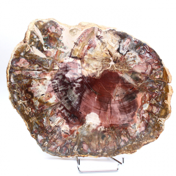 Versteend hout (fossiel) gepolijste plak, decoratief exemplaar uit Madagaskar Versteend hout (fossiel) gepolijste plak, decoratief exemplaar uit Madagaskar