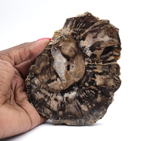 Klein gepolijst versteend hout, authentieke fossiele plak, Madagaskar Klein gepolijst versteend hout, authentieke fossiele plak, Madagaskar