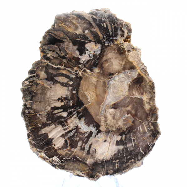Klein gepolijst versteend hout, authentieke fossiele plak, Madagaskar Klein gepolijst versteend hout, authentieke fossiele plak, Madagaskar