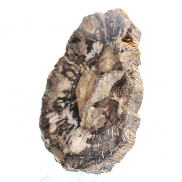 Klein gepolijst versteend hout, authentieke fossiele plak, Madagaskar Klein gepolijst versteend hout, authentieke fossiele plak, Madagaskar