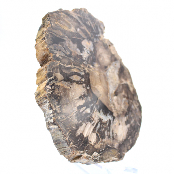 Klein gepolijst versteend hout, authentieke fossiele plak, Madagaskar Klein gepolijst versteend hout, authentieke fossiele plak, Madagaskar