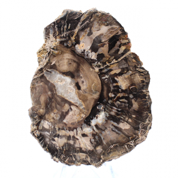 Klein gepolijst versteend hout, authentieke fossiele plak, Madagaskar Klein gepolijst versteend hout, authentieke fossiele plak, Madagaskar