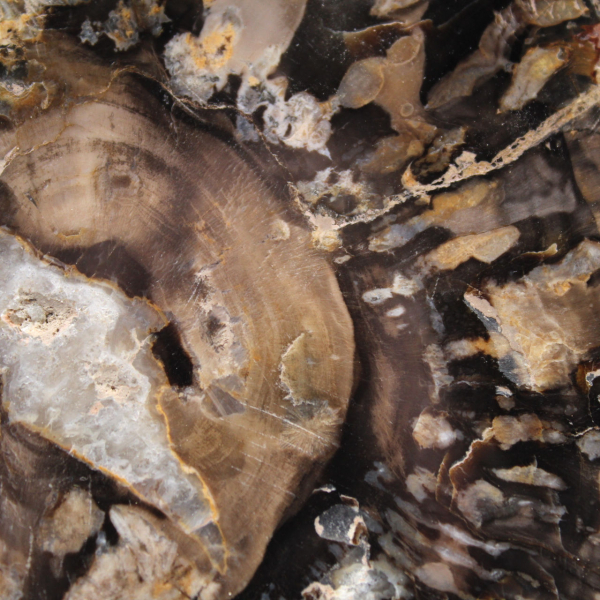Klein gepolijst versteend hout, authentieke fossiele plak, Madagaskar Klein gepolijst versteend hout, authentieke fossiele plak, Madagaskar