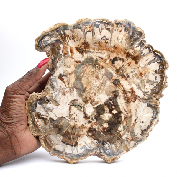 Fossiel van versteend hout, grote gepolijste plak, decoratief ornament, Madagaskar Fossiel van versteend hout, grote gepolijste plak, decoratief ornament, Madagaskar