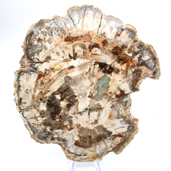 Fossiel van versteend hout, grote gepolijste plak, decoratief ornament, Madagaskar Fossiel van versteend hout, grote gepolijste plak, decoratief ornament, Madagaskar