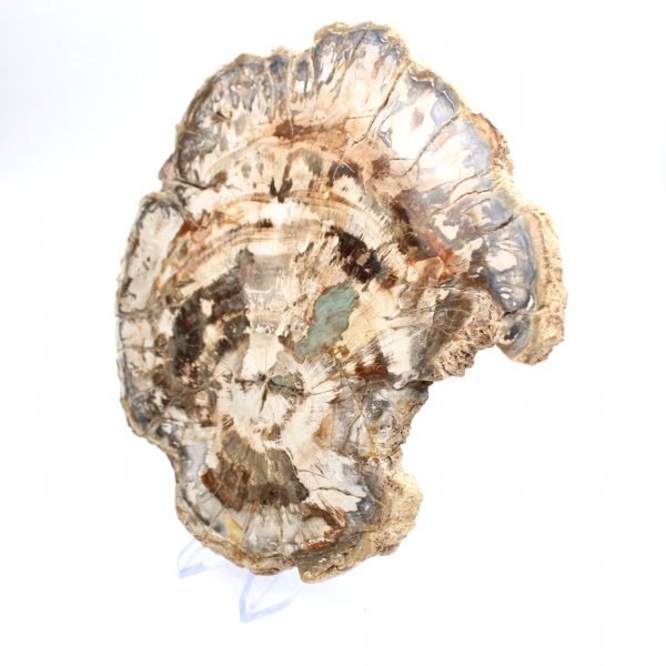 Fossiel van versteend hout, grote gepolijste plak, decoratief ornament, Madagaskar Fossiel van versteend hout, grote gepolijste plak, decoratief ornament, Madagaskar