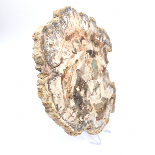 Fossiel van versteend hout, grote gepolijste plak, decoratief ornament, Madagaskar Fossiel van versteend hout, grote gepolijste plak, decoratief ornament, Madagaskar